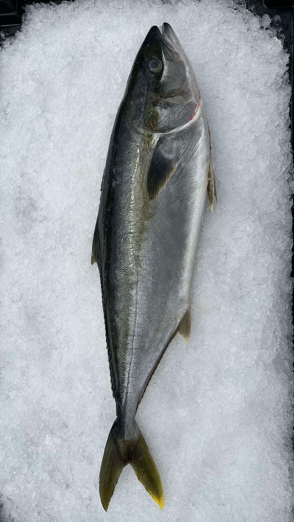 WHOLE KINGFISH