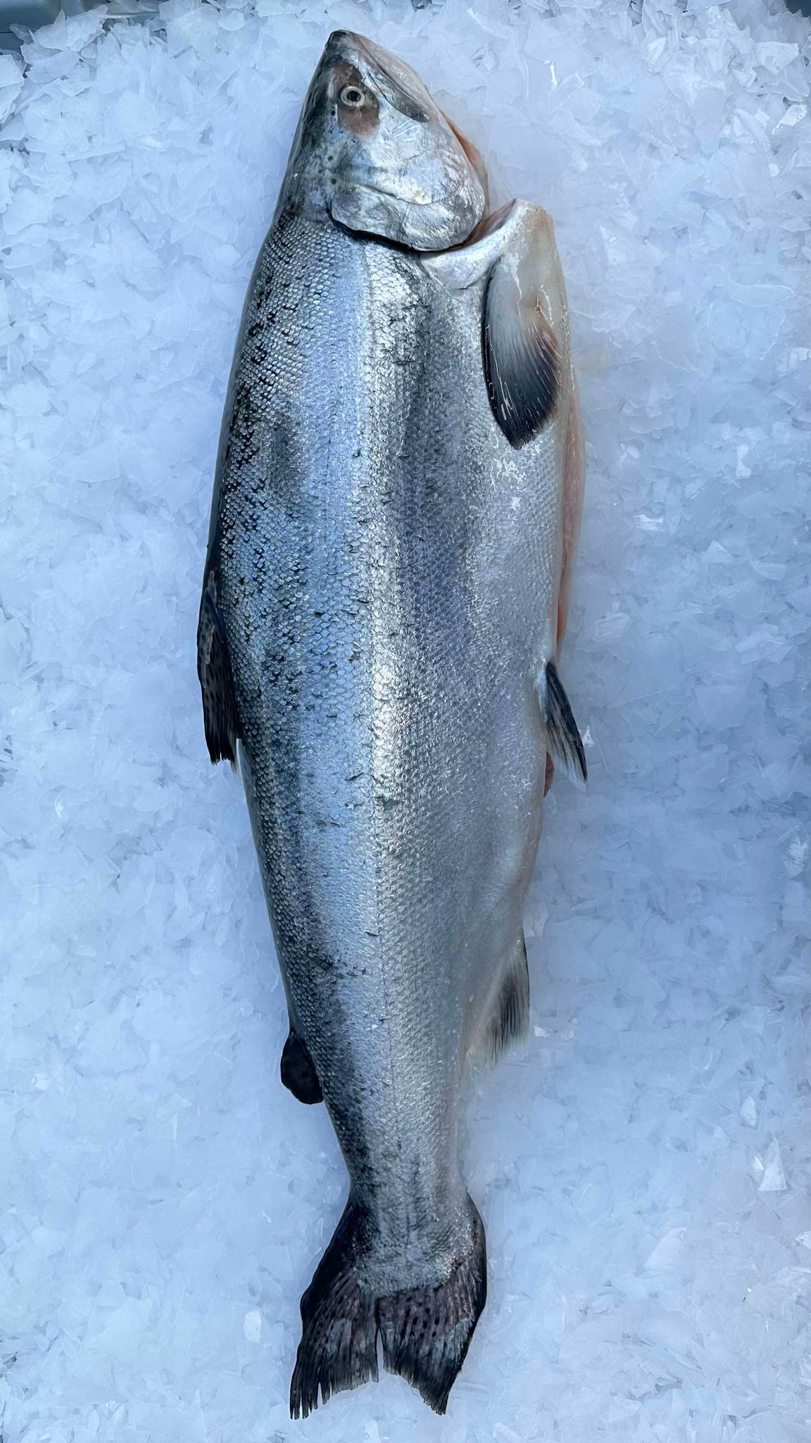 WHOLE KING SALMON