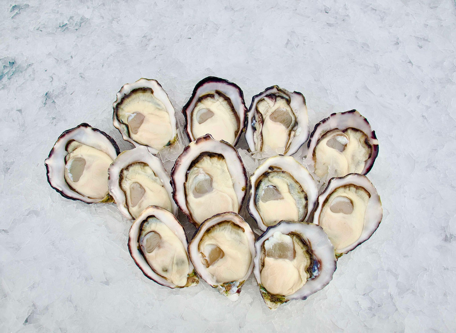 OYSTERS