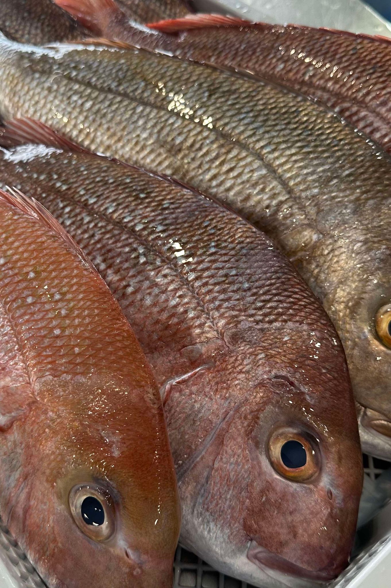 WHOLE FISH – Kirkbright Seafood