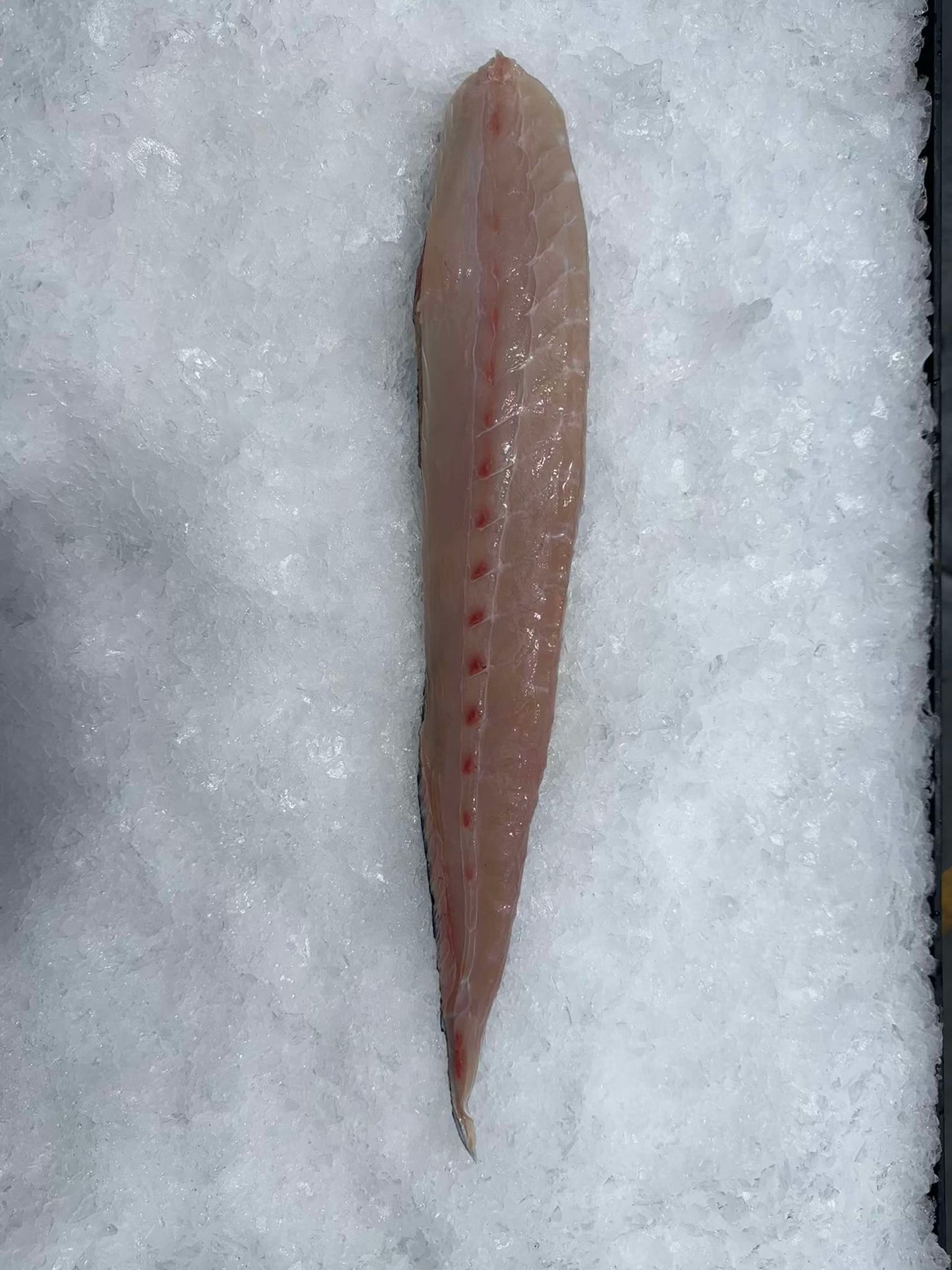 KINGFISH SASHIMI SHOULDER LOIN