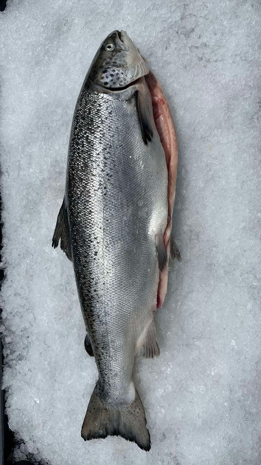 WHOLE ATLANTIC SALMON