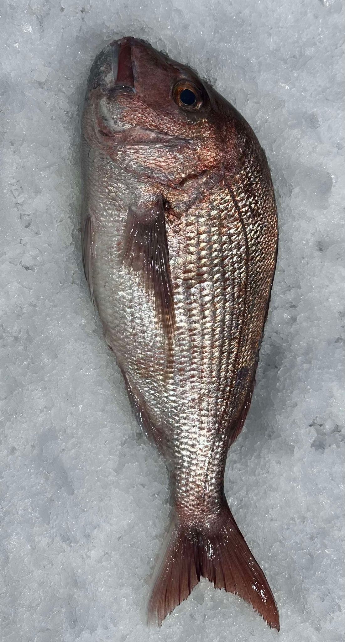 WHOLE LOCAL (PINK) SNAPPER